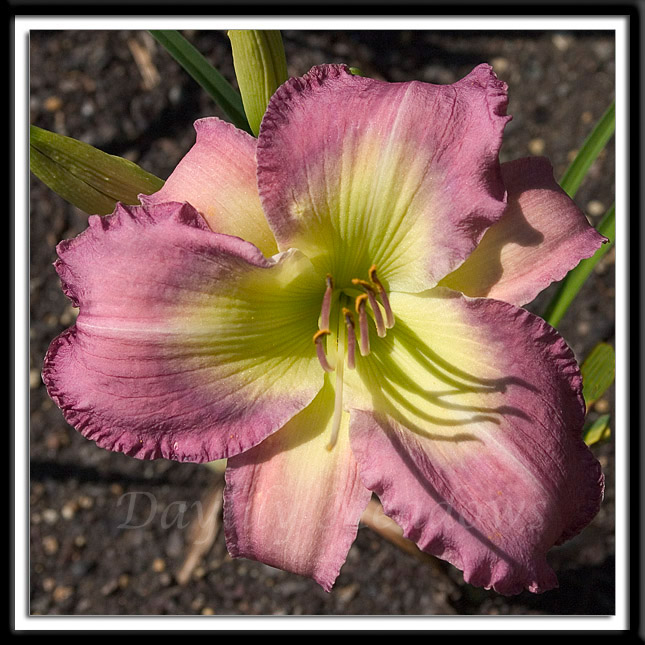 Daylily Swing Fever Alternate Image